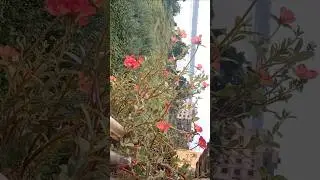 Grow Carrot 🥕 in your Balcony Garden 🏡