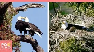 Aquila calva perde il compagno durante il ciclone in Colorado