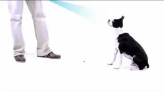 Dog Obedience Shake Trainer