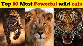 Top 10 Most Powerful wild Cats in the world | दुनिया की सबसे खतरनाक बिल्लियां |Dangerous wild cats