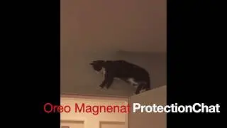 Oreo - Le chat qui n'a pas froid aux yeux...