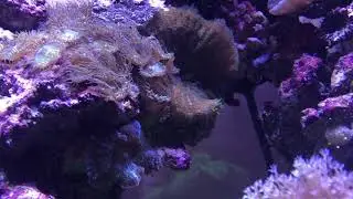 Acquario Marino fatto su misura da Animal's House - Reef Tank tailor made by Animal's house