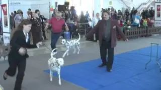 CACIB NITRA (SK) 29.3. 2014 - judge ing. L. Janč&iacute;k (Cz)