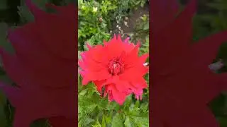 Ukrainian National Botanic Garden, Vydubichi,  Kyiv, Ukraine. 17.sept.2022. Georgines Flowers.