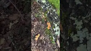 Armillaria tabescens, также известный как &laquo;Опёнок супротивный&raquo;. Как и где его найти! #armillariat...