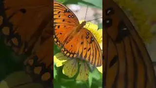Pollinators, fruit best friend