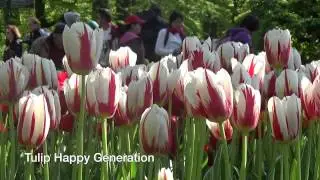Tulip Happy Generation - Tulip Bulbs from Holland