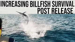 5 Ways to Increase Post-Release Survival of Billfish
