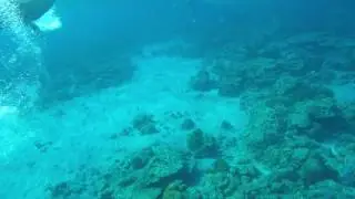 Chichijima coral