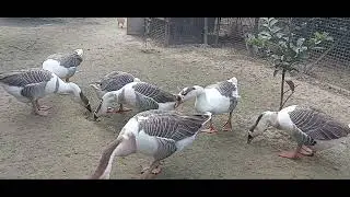 Rajhansh #swan​ #ducks #birds​ #cute​ #cutebirds​ #viralvideo​ #farm​ #farming​ #farmhouse​ #india​ 