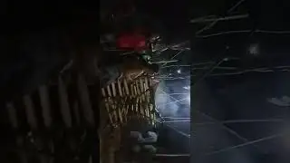 Adat dan budaya Dayak siang,dalam upacara nikah adat.