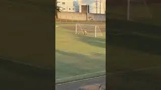 Lauro Balotelli batendo p&ecirc;nalti no Camb&eacute;-PR