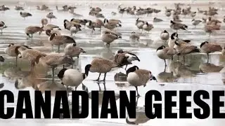 Canadian geese group relaxing on a frozen lake - birds of America