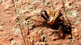 Xysticus cristatus - Krabbenspinne / Crab Spider