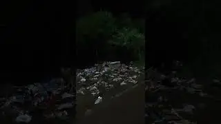 wolf in bhawanipatna 26th september 2025 #viral #trending #shorts #reels #warewolf #wolf
