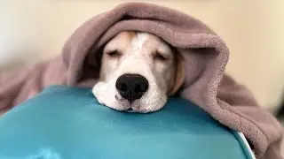 🔥 Casey The Gangster 😎 | LIVE Masti | Doggo Attitude Stream 🐶