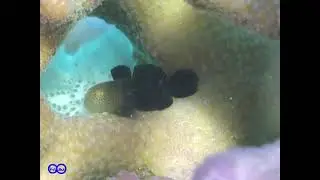 ヨゴレダルマハゼ Warthead goby（Paragobiodon modestus）