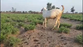 Piyar Sojat breader for sale jisko chahie contact 9079117283 shankar Dewasi #goat#viralvideo