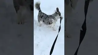 Хитрый кожаный снова обманул.
