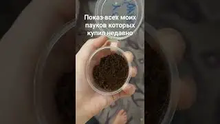 бразипельма ваганс 2 линьки