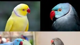 Top 11  type of Indian ring parrot Price 2025 | Indian ring parrot