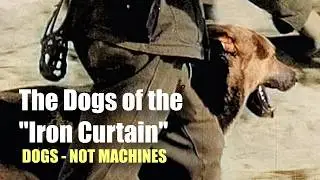 DDR Service Dogs: Trained to Serve,  Born to Feel