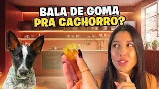 Criamos Uma Bala De Goma Pra Cães Ansiosos | Como Fazer Bala De Camomila
