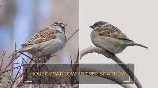 Bird Species Comparison: House Sparrow vs Tree Sparrow