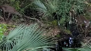 Tiger Bay Muzzloader Opener