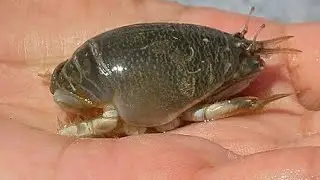 como sacar cochitos o pulgas de mar  de la playa para carnada