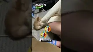 carry minati rostig video