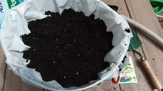 Growing Basil in a Dollar Tree Trash Can