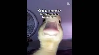 Vak vak vak