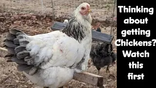 Thinking about getting your own chickens because of high egg prices?