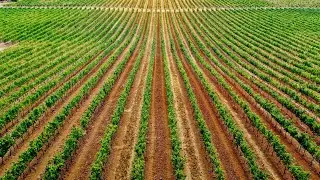 White farmers sue the US government seeing coronavirus loan forgiveness