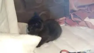 Squidgee the crazy one eyed kitten being funny