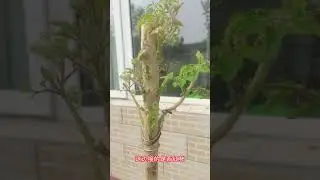Share my tomato grafting results, eggplant is also successful #grafting #planting #tomato #eggplant