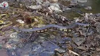 Brave Girl Catches and Cooks Water Snake and Eating for her survival food in forest @LiisaCooking
