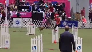 Irish Terrier Brooke in the 2017 AKC Agility Invitational