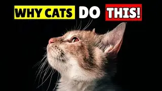 What Your Cat Does at 3 AM Will Shock You (Explained!)
