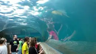 Sea Lion Habitat Tunnel