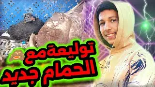 توليعةمع الحمام جديد 💯سفيانوس أصلي دورجين 🤯 مشألله ❤️😍