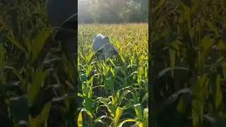 The Cow Eating🌽#shorts #asmr #cow #corn #field #bukid