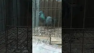 #pets #mainpigeonloft #viral #pigeon #lifeisbutadream #15november #whowillbemylifepartnerta #kabutar