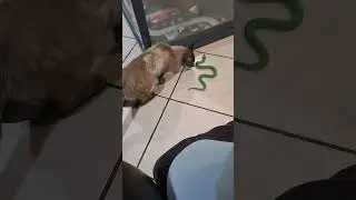 Cat Gets Spooked by Rubber Snake - 1522531