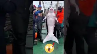 FISHERMEN SHOCKED! Accidentally Catch a Rare 'Mermaid',