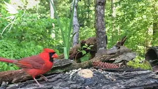 Backyard birds of the Southeast with  spring sounds
