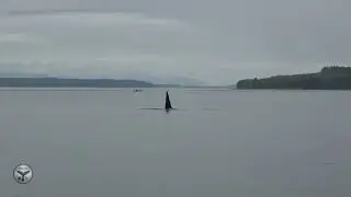 Special experience with Transient Orcas outside Port McNeill 2019