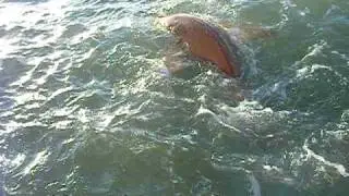 St Petersburg Fl Fishing Charters For Shark | St Pete Fishing Charters