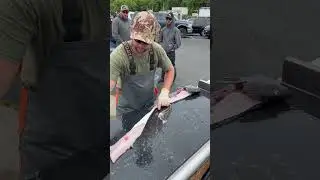 Filleting A Lingcod. #lingcod #fillet #oregon #fast #pnw #saltwater #fish #viralvideo #pacificocean